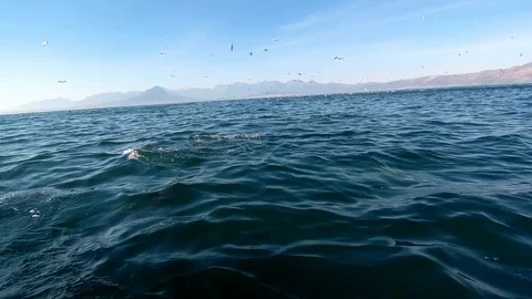 Huge Mega Pod of Common Dolphin jumping and playing in the ocean Stock Footage 92110354