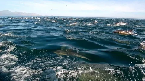 Huge Mega Pod of Common Dolphin jumping and playing in the ocean Stock Footage 92113437
