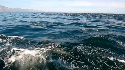 Huge Mega Pod of Common Dolphin jumping and playing in the ocean Stock Footage 92116591