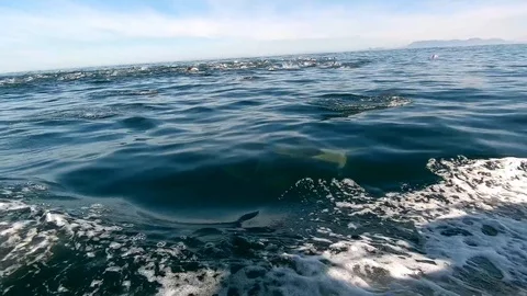 Huge Mega Pod of Common Dolphin jumping and playing in the ocean Stock Footage 92124379