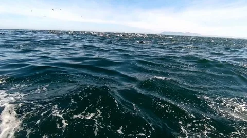 Huge Mega Pod of Common Dolphin jumping and playing in the ocean Stock Footage 92129660