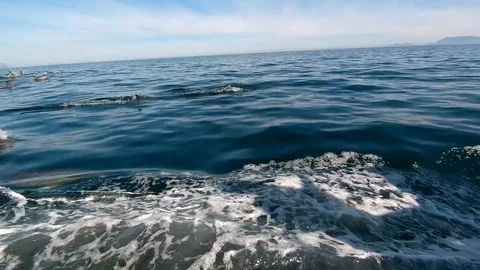 Huge Mega Pod of Common Dolphin jumping and playing in the ocean Stock Footage 92141250