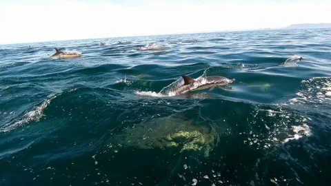 Huge Mega Pod of Common Dolphin jumping and playing in the ocean Stock Footage 92146544