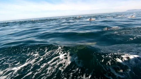 Huge Mega Pod of Common Dolphin jumping and playing in the ocean Video stock 92146827