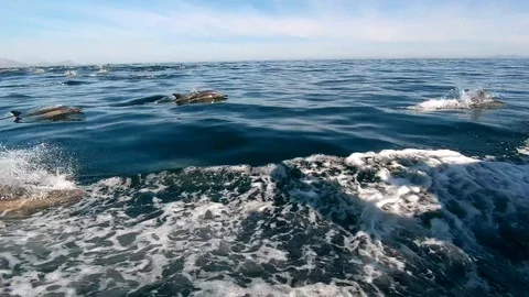 Huge Mega Pod of Common Dolphin jumping and playing in the ocean Video stock 92358598