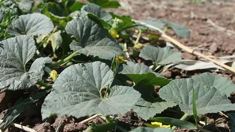 Huge Melon J Stock Videos – Royalty-Free HD & 4K Videos | Pond5