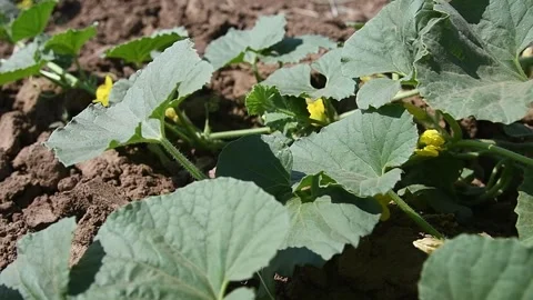 Huge melon field in spring with young green shoots and melons flowers Stock Footage 160757405