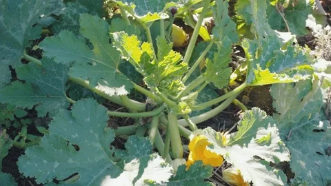 Huge melon field in spring with young green shoots and melons flowers. 스톡 동영상 201283165