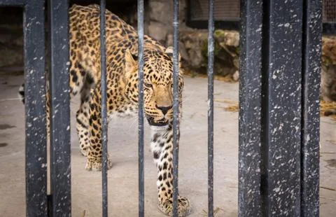 Huge menacing leopard look 写真素材