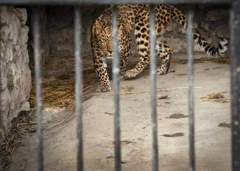 Huge menacing leopard look 写真素材