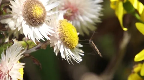 Huge mosquito on a flower, Uganda Stock Footage 44333292