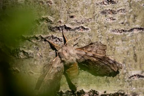 Huge moth sitting on tree Stock Photos