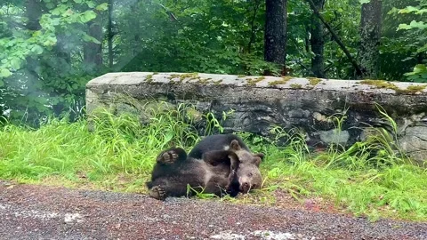 A huge mother bear with two cubs went out onto the highway Stock Footage 251635600