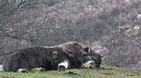 Huge muskox male Stock Footage