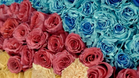 A huge number of roses forms a real wall of flowers Stock Footage 111160148
