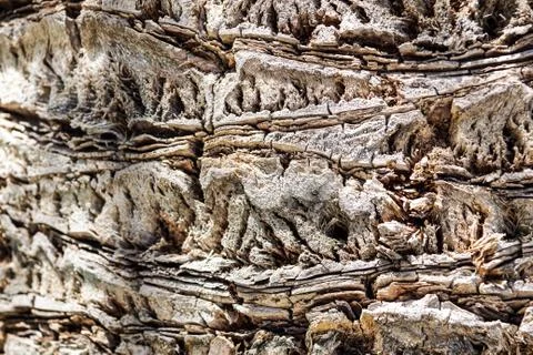 Huge oak bark as background, close up Stock Photos