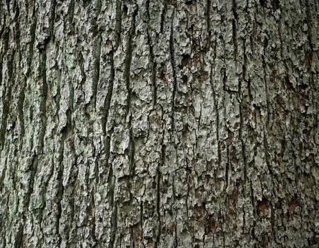Huge oak bark as background Stock Photos