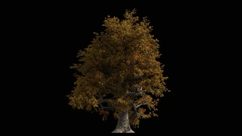 Huge oak tree in autumn colours isolated on black with Luma matte Stock Footage 147673172