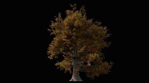 Huge oak tree in autumn colours isolated on black with Luma matte Stock Footage 147679700