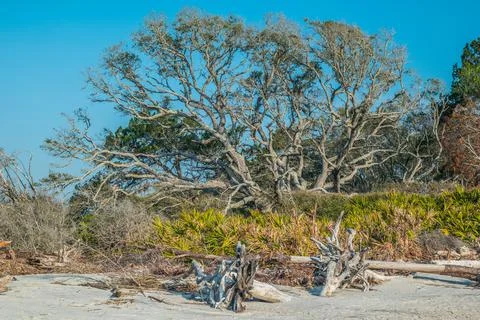 Huge oak tree on the beach Stock Photos