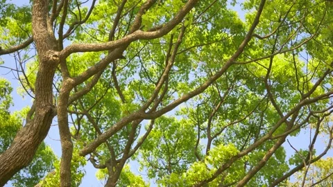 Huge oak tree branches and foliage swaying in wind. Green leaves in ecological b Stock Footage 204843852