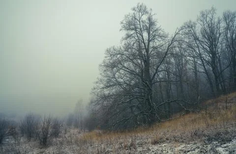 A huge oak tree on the edge of the forest is shrouded in fog in the evening Stock Photos