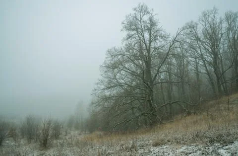 A huge oak tree on the edge of the forest is shrouded in fog at noon Stock Photos
