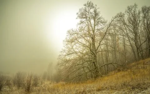 A huge oak tree on the edge of the forest is shrouded in fog at dawn Stock Photos