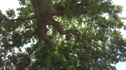 A huge Oak tree 스톡 동영상 49927997