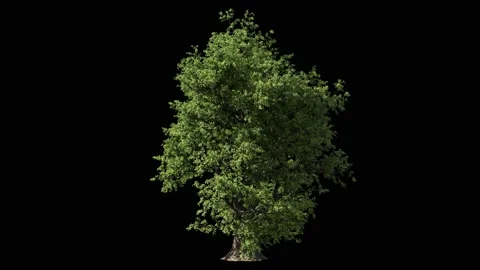 Huge oak tree isolated on black with Luma matte Stock Footage 147532720