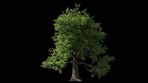 Huge oak tree isolated on black Stock Footage 147560208