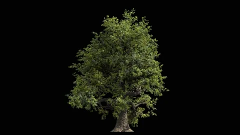 Huge oak tree isolated on black, light wind blowing loop Stock Footage 147660894