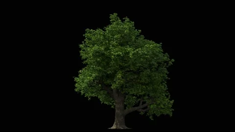 Huge oak tree isolated on black, light wind blowing, seamless loop animation 4K Stock Footage 147872251