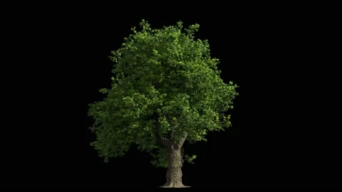 Huge oak tree isolated on black, light wind blowing, seamless loop animation 4K Stock Footage 147872260