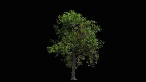 Huge oak tree isolated on black, light wind blowing, seamless loop animation 4K Stock Footage 147893539
