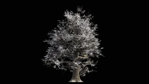 Huge oak tree at winter covered with snow seamless loop  4K Stock Footage 147673153