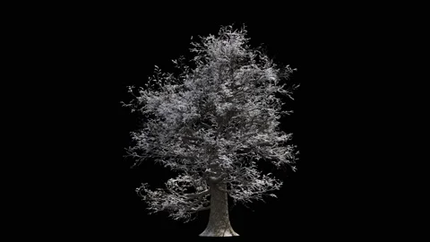 Huge oak tree at winter covered with snow seamless loop  4K Stock Footage 147679708