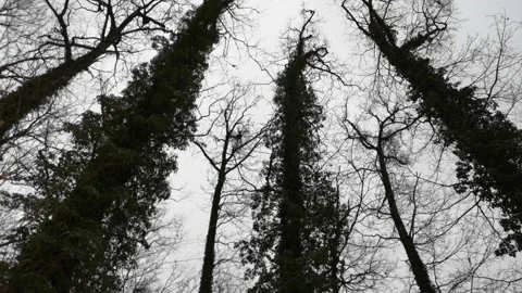 Huge oak trees covered in parasitic ivy in winter Vidéo 169822754