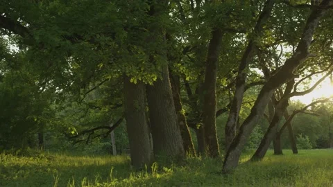 Huge oak trees in a meadow during sunset Stock Footage 159980702