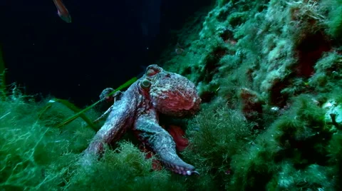 Huge octopus moving over reef, tracking shot, mediterranean sea 스톡 동영상 43216890