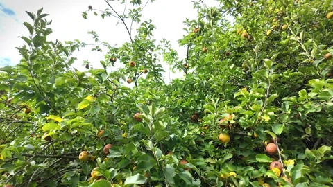 Huge old apple tree with many small apples Stock Footage 346631476