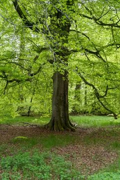 Huge old beech tree in spring Stock Photos