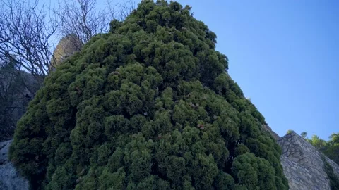 A huge old green tree Video stock 147927159