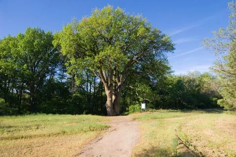 A huge old oak tree at the edge of the forest 写真素材