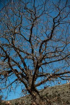 Huge old oak tree Stock Photos