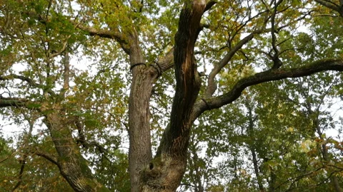 Huge old oak tree view from the top down Stock Footage 140639630