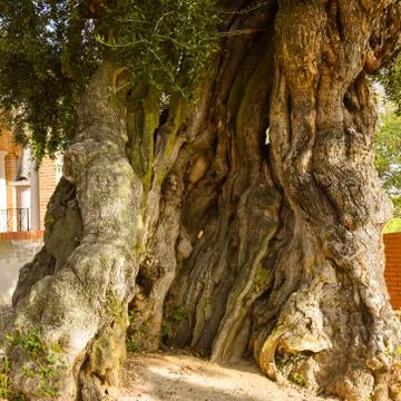 A huge old olive tree and a small chapel on the road to Zaragoza, Spain Stock Photos