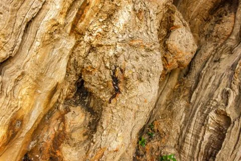A huge old olive tree and a small chapel on the road to Zaragoza, Spain Foto stock