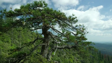 Huge old pine Vídeos de archivo 76117168