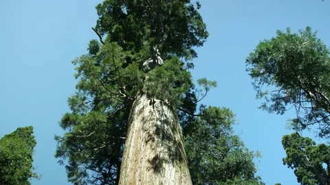 Huge old pine Stock Footage 76133951